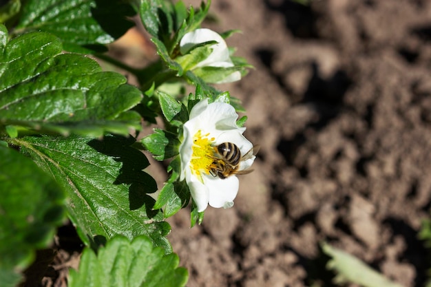 Photo blooming strawberries in the garden a bee pollinates flowers