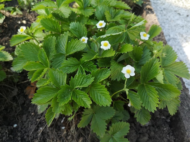 Blooming strawberries in the garden