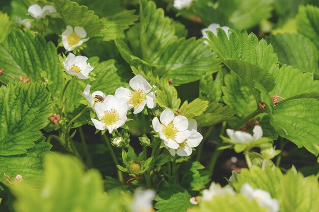 Blooming strawberries in the spring on the field. Fresh green leaves and strawberry flowers.