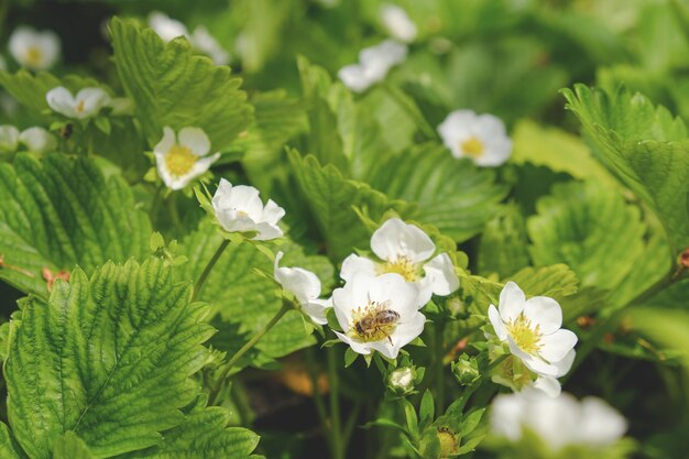 Blooming strawberries in the spring on the field. Fresh green leaves and strawberry flowers.