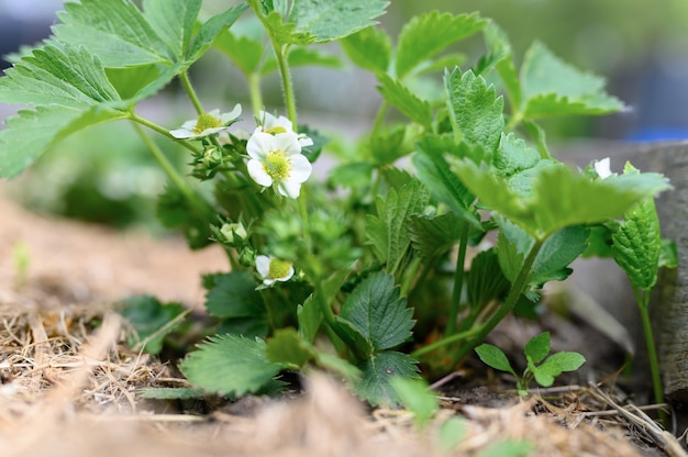 A blooming strawberry bush in a garden bed