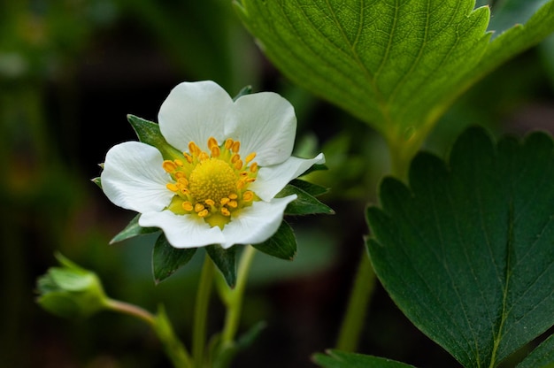 写真 咲くイチゴの茂み夏のイチゴの苗