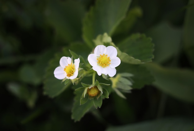 Blooming strawberry at sp=ring close up