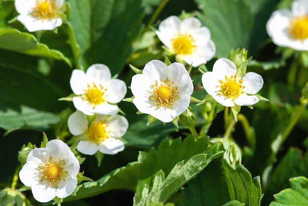 Blooming strawberry in the sun, caring for garden plants in spring