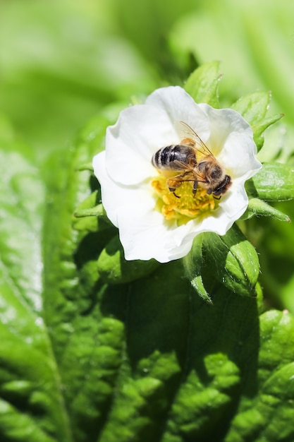 Blooming strawberry with bee on an organic farm