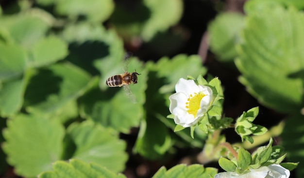 Blooming strawberry with flying bee on an organic farm