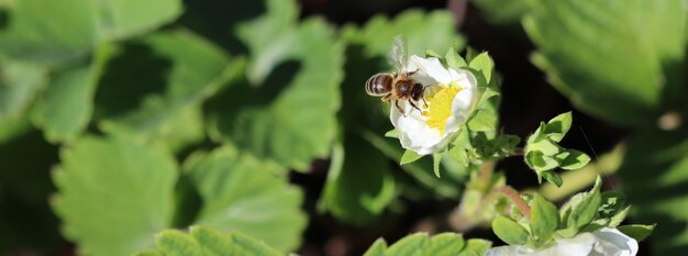 Blooming strawberry with flying bee on an organic farm