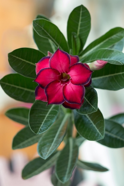 写真 咲く多肉植物繊細な花びらのクローズアップと美しい咲く花