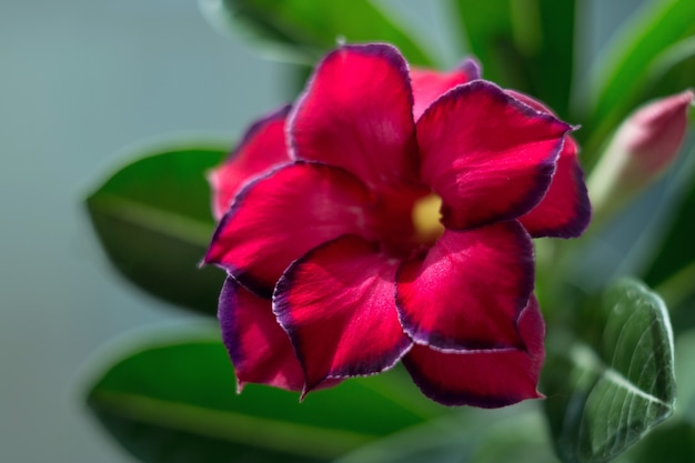 写真 咲く多肉植物繊細な花びらのクローズアップと美しい咲く花