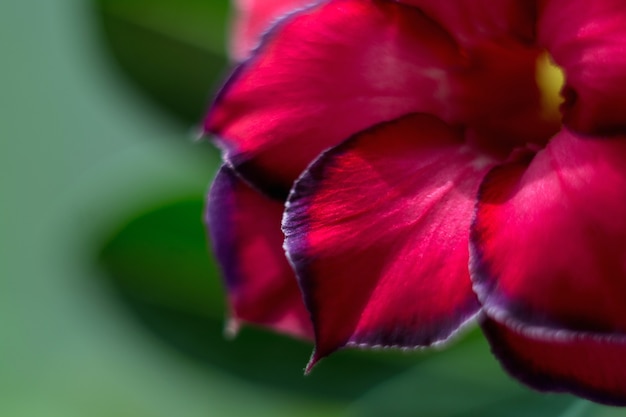 写真 咲く多肉植物繊細な花びらのクローズアップと美しい咲く花