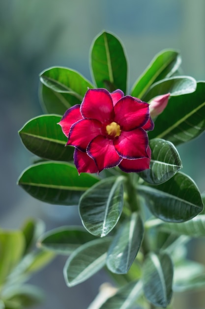 Blooming succulent plant A beautiful blooming flower with delicate petals closeup