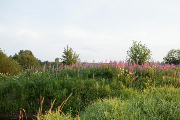 A blooming summer field on a sunny day