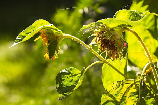 A blooming sundew flower in the backlight