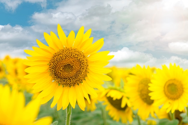 Blooming sunflower in the blue sky background.