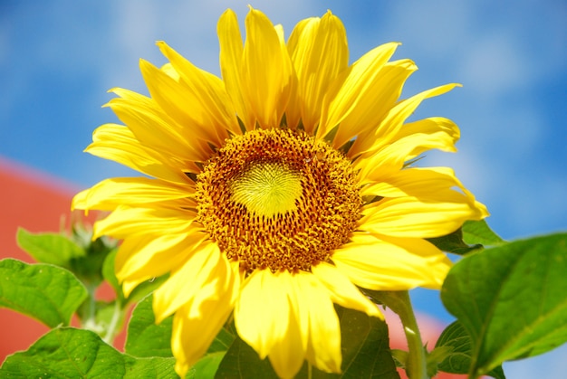 Blooming sunflower on blue sky background