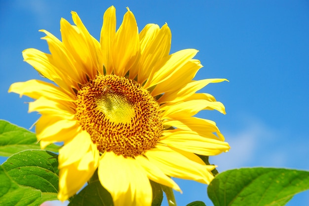 Foto girasole di fioritura sul fondo del cielo blu