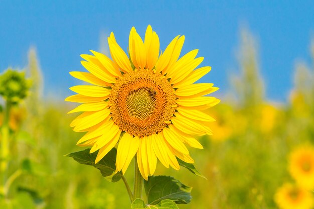 Blooming sunflower on a blue sky background