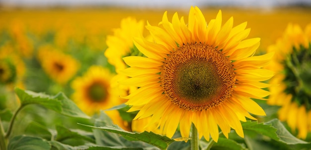 Blooming sunflower close up