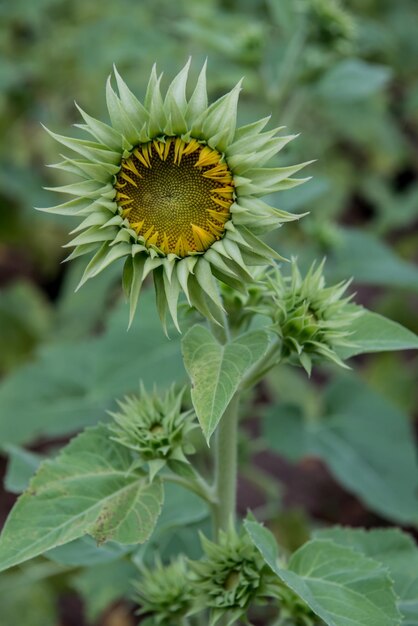 blooming sunflower field