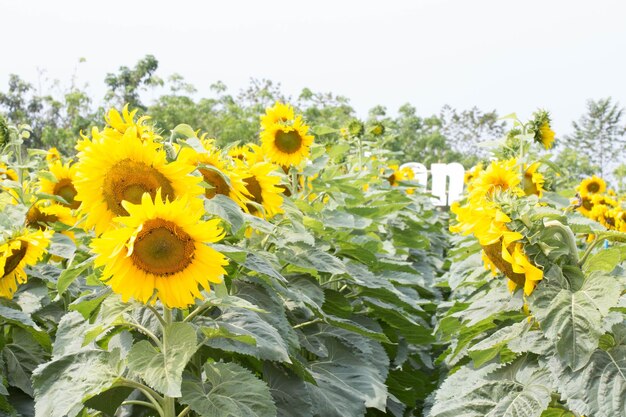 Blooming sunflower field