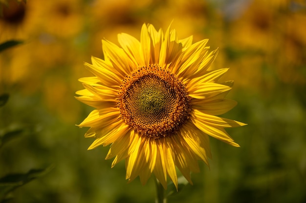 フィールドに咲くヒマワリの花美しい自然な黄色の背景