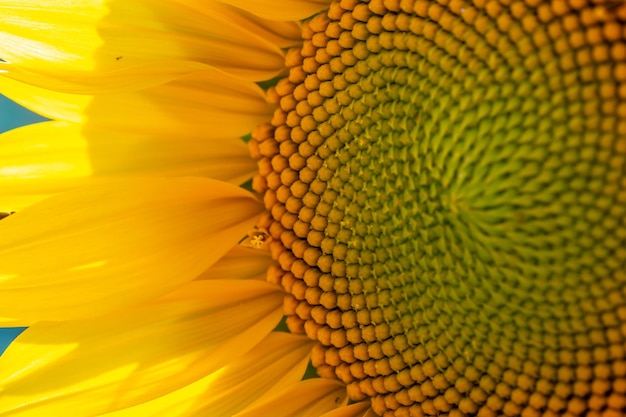 Blooming sunflower on a green background macro photography in sunny summer day