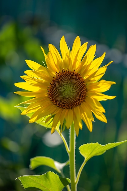 Girasole in fiore su una fotografia macro di sfondo verde in una soleggiata giornata estiva.