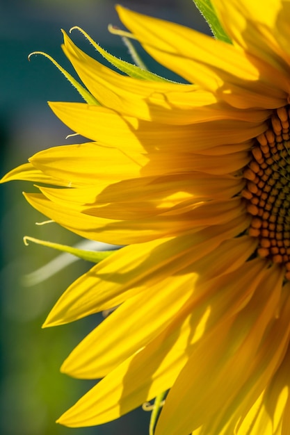 Blooming sunflower on a green background macro photography in sunny summer day.