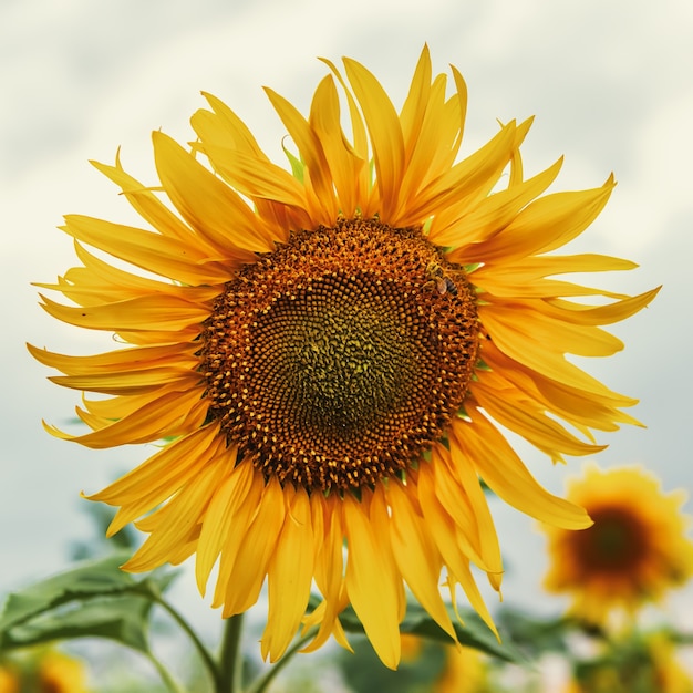 Blooming sunflower head close up