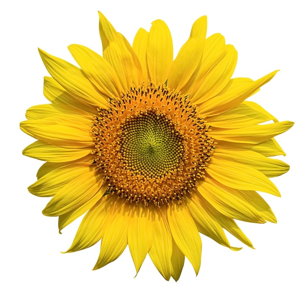 Blooming sunflower isolated on white background.