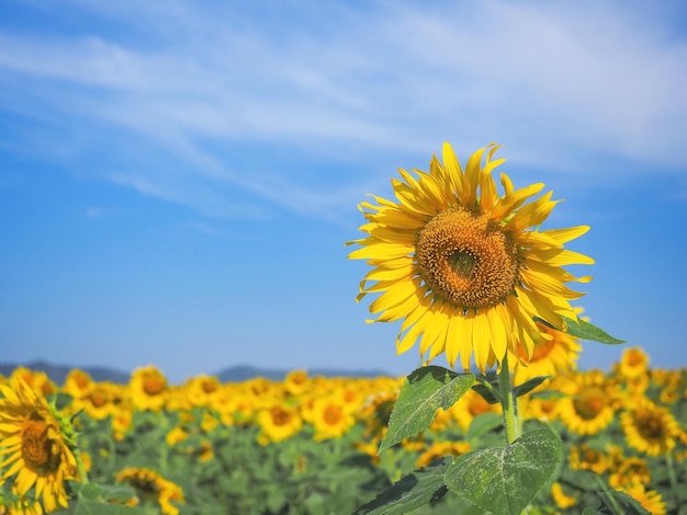 写真 青い空を背景に咲くひまわり