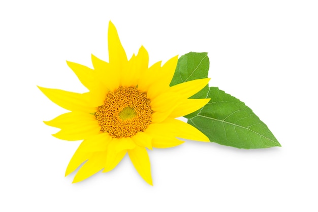 Blooming sunflower on a white background