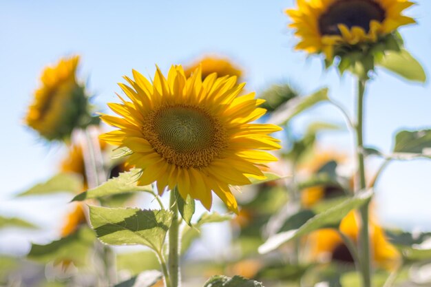 夏の青空に咲くひまわりの花