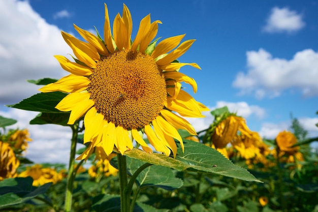 Blooming sunflowers field at summer day yellow sunflower head against blue sky harvest ripening for