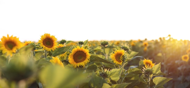 Blooming sunflowers Large agricultural field of sunflowers at sunset