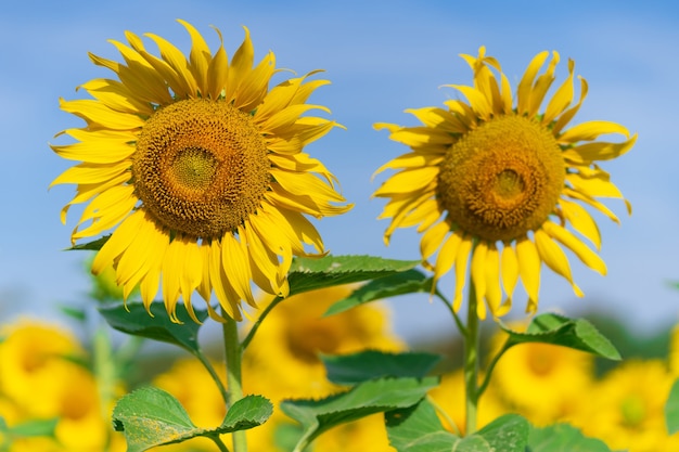 Blooming sunflowers on natural