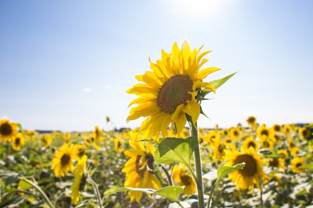 Blooming sunflowers on summer field 