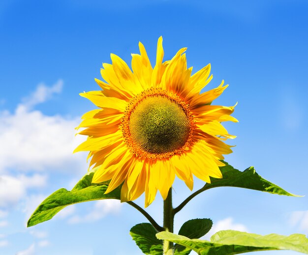 Blooming sunflowers on a surface blue sky