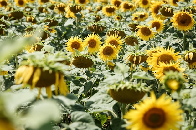 Blooming sunflowers