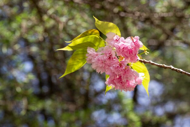 Blooming tender pink sacura tree in sunny day