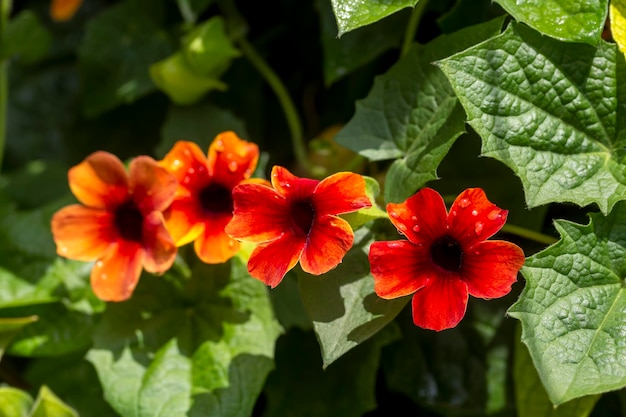 Blooming thunbergia alata in the garden