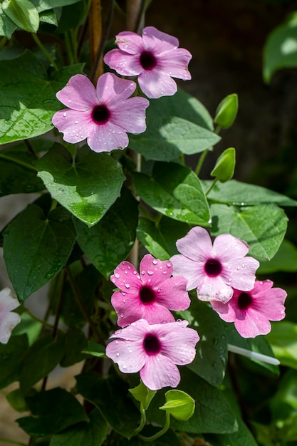 Blooming thunbergia alata in the garden