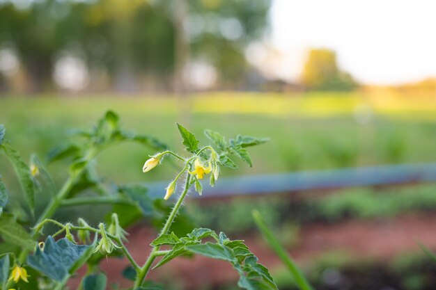 写真 生産準備が整った開花トマト