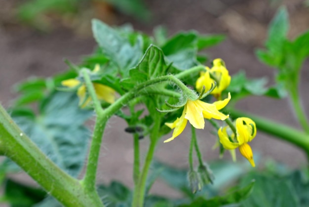 blooming tomato seedling with yellow flowers close up