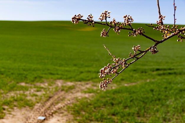 A blooming tree on a background of green grass