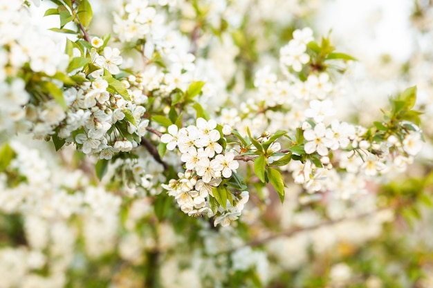 Blooming tree. Beautifully blossoming branch apple. White flower Apricot. Spring easter greeting card. Flowers Cherry flowering. White flower sakura. Springtime. Spring flowers. Beautiful Orchard.