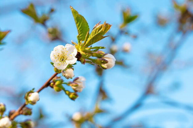 A blooming tree branch against the blue sky. Copy space.