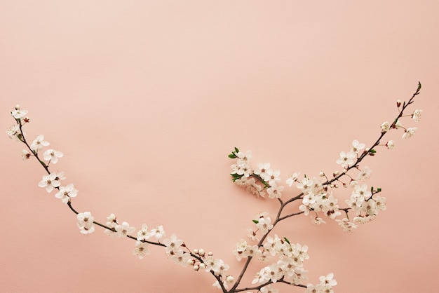 Blooming tree branch on pink background