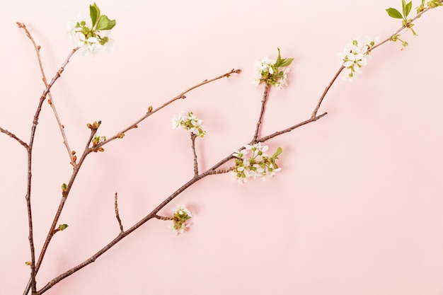 Blooming tree branch spring on pink background Minimal concept spring Easter background