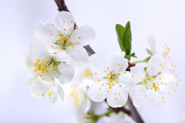 白で隔離される白い花が咲く木の枝